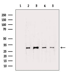 Invitrogen CTDSP1 Polyclonal Antibody 100 &mu;L; Unconjugated:Antibodies,