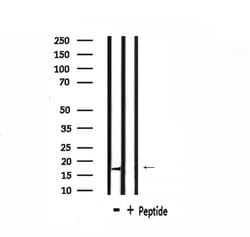 Invitrogen Cdc42EP5 Polyclonal Antibody 100 &mu;L; Unconjugated:Antibodies,