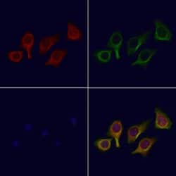 Invitrogen ATG4C Polyclonal Antibody 100 μL; Unconjugated:Antibodies,