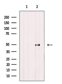 Invitrogen ATG4C Polyclonal Antibody 100 μL; Unconjugated:Antibodies,