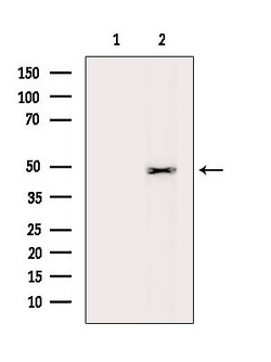 Invitrogen ATG4C Polyclonal Antibody 100 μL; Unconjugated:Antibodies,