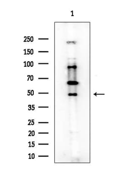 Invitrogen ATG4C Polyclonal Antibody 100 μL; Unconjugated:Antibodies,