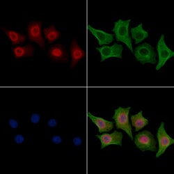 POLD3 Polyclonal Antibody:Antibodies, Polyclonal