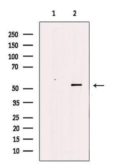 POLD3 Polyclonal Antibody:Antibodies, Polyclonal