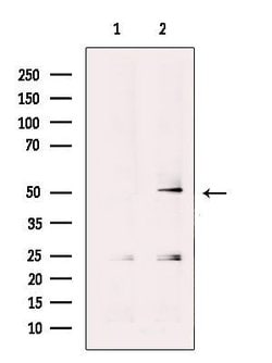 Invitrogen PRIM1 Polyclonal Antibody 100 &mu;L; Unconjugated:Antibodies,
