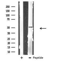 Invitrogen PRIM1 Polyclonal Antibody 100 &mu;L; Unconjugated:Antibodies,