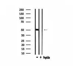 Invitrogen PRIM1 Polyclonal Antibody 100 &mu;L; Unconjugated:Antibodies,
