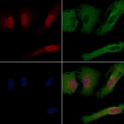Invitrogen RNF111 Polyclonal Antibody 100 &mu;L; Unconjugated:Antibodies,