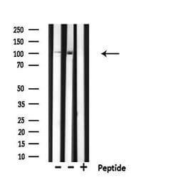 Invitrogen RNF111 Polyclonal Antibody 100 &mu;L; Unconjugated:Antibodies,