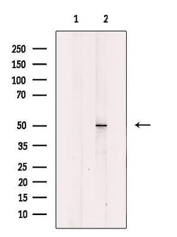 Invitrogen MYLIP Polyclonal Antibody 100 &mu;L; Unconjugated:Antibodies,