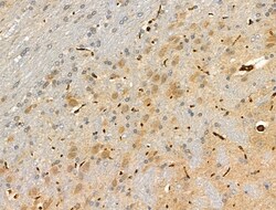 Invitrogen RFWD2 Polyclonal Antibody 100 &mu;L | Buy Online | Invitrogen&trade; | Fisher Scientific