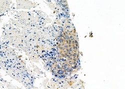 Invitrogen INSL4 Polyclonal Antibody 100 &mu;L; Unconjugated:Antibodies,