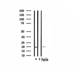 Invitrogen INSL4 Polyclonal Antibody 100 &mu;L; Unconjugated:Antibodies,