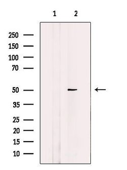 Invitrogen EFEMP2 Polyclonal Antibody 100 &mu;L; Unconjugated:Antibodies,