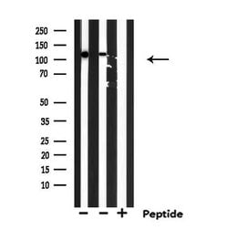 Invitrogen eIF5B Polyclonal Antibody 100 &mu;L; Unconjugated:Antibodies,