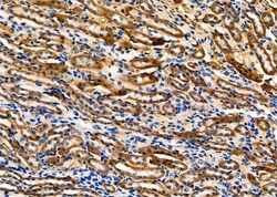 Invitrogen Fibulin 5 Polyclonal Antibody 100 &mu;L; Unconjugated:Antibodies,