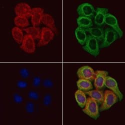 Invitrogen Fibulin 5 Polyclonal Antibody 100 &mu;L; Unconjugated:Antibodies,