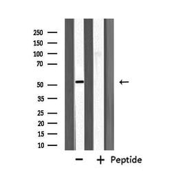 Invitrogen Fibulin 5 Polyclonal Antibody 100 &mu;L; Unconjugated:Antibodies,