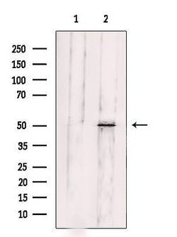 Invitrogen Fibulin 5 Polyclonal Antibody 100 &mu;L; Unconjugated:Antibodies,