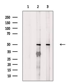 Invitrogen FOXN4 Polyclonal Antibody 100 &mu;L; Unconjugated:Antibodies,