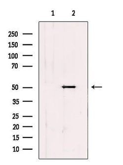 Invitrogen FOXN4 Polyclonal Antibody 100 &mu;L; Unconjugated:Antibodies,