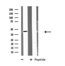 Invitrogen GDF7 Polyclonal Antibody 100 &mu;L; Unconjugated:Antibodies,