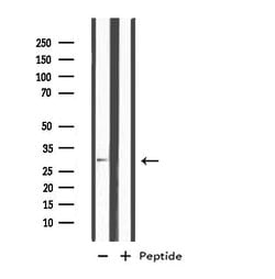 Invitrogen MSX2 Polyclonal Antibody 100 &mu;L; Unconjugated:Antibodies,
