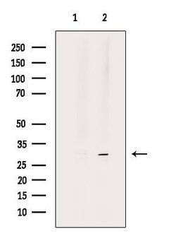Invitrogen MSX2 Polyclonal Antibody 100 &mu;L; Unconjugated:Antibodies,