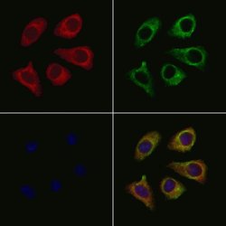 Invitrogen MGST2 Polyclonal Antibody 100 &mu;L; Unconjugated:Antibodies,