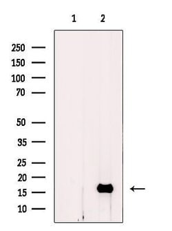 Invitrogen MGST2 Polyclonal Antibody 100 &mu;L; Unconjugated:Antibodies,