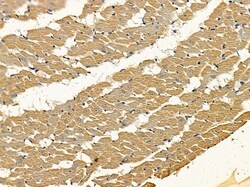 Invitrogen MRPS27 Polyclonal Antibody 100 μL; Unconjugated:Antibodies,
