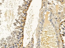 Invitrogen MRPS27 Polyclonal Antibody 100 μL; Unconjugated:Antibodies,