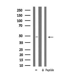 Invitrogen MRPS27 Polyclonal Antibody 100 μL; Unconjugated:Antibodies,
