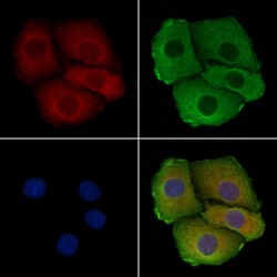 Invitrogen MRPL3 Polyclonal Antibody 100 &mu;L; Unconjugated:Antibodies,
