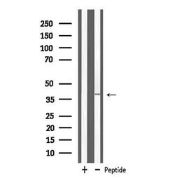 Invitrogen MRPL3 Polyclonal Antibody 100 &mu;L; Unconjugated:Antibodies,