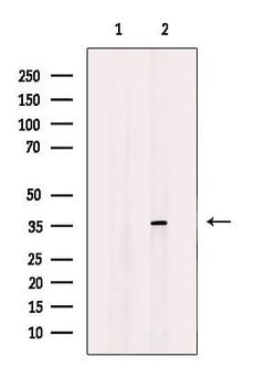 Invitrogen MRPL3 Polyclonal Antibody 100 &mu;L; Unconjugated:Antibodies,
