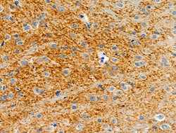 Invitrogen SLC16A13 Polyclonal Antibody 100 &mu;L; Unconjugated:Antibodies,