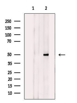 Invitrogen SLC16A14 Polyclonal Antibody 100 &mu;L; Unconjugated:Antibodies,