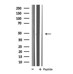 Invitrogen SLC16A14 Polyclonal Antibody 100 &mu;L; Unconjugated:Antibodies,