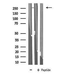 Invitrogen EGFL4 Polyclonal Antibody 100 &mu;L; Unconjugated:Antibodies,