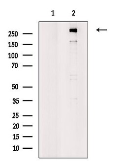 Invitrogen EGFL4 Polyclonal Antibody 100 &mu;L; Unconjugated:Antibodies,