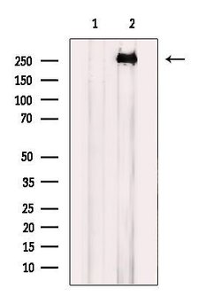 Invitrogen EGFL4 Polyclonal Antibody 100 &mu;L; Unconjugated:Antibodies,