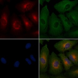 Invitrogen EGFL5 Polyclonal Antibody 100 &mu;L; Unconjugated:Antibodies,