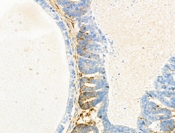 Invitrogen EGFL5 Polyclonal Antibody 100 &mu;L; Unconjugated:Antibodies,