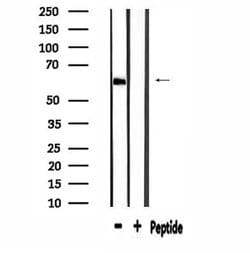 Invitrogen EGFL5 Polyclonal Antibody 100 &mu;L; Unconjugated:Antibodies,