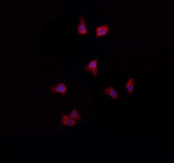 Invitrogen NDUFA4L2 Polyclonal Antibody 100 &mu;L; Unconjugated:Antibodies,