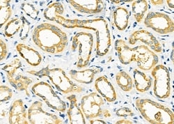 Invitrogen NDUFA4L2 Polyclonal Antibody 100 &mu;L; Unconjugated:Antibodies,