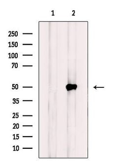 Invitrogen NBPF7 Polyclonal Antibody 100 &mu;L; Unconjugated:Antibodies,