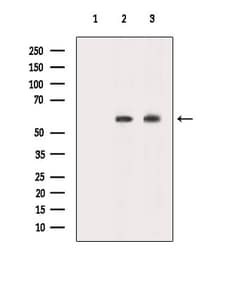 Invitrogen NBPF7 Polyclonal Antibody 100 &mu;L; Unconjugated:Antibodies,