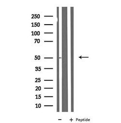 Invitrogen NBPF7 Polyclonal Antibody 100 &mu;L; Unconjugated:Antibodies,
